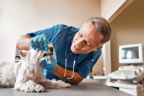 Best Weekend Emergency Dentist in Rising Sun Lebanon, DE